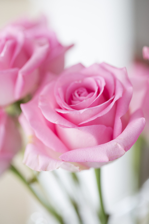 Beautiful pink rose flower close-up in nature.の写真素材