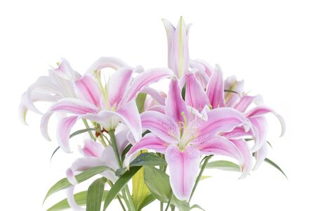 Beautiful Pink Lily isolated on a white background.の写真素材