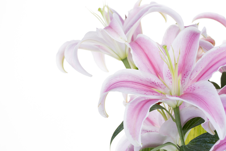 Beautiful Pink Lily isolated on a white background.の写真素材