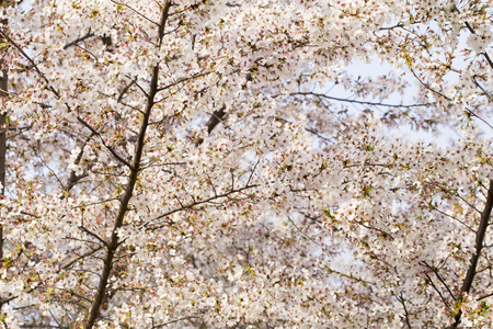 Pink cherry blossoms in the beautiful spring dayの写真素材