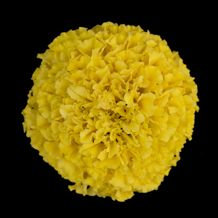 Marigold flower isolated on the black background.の写真素材