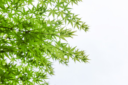 Green leaves of Palmatum and sky in springtime.