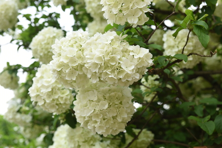 Hydrangea flowers