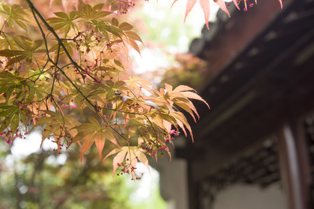 Chinese ancient architecture and red leaves maple in springtime,Suzhou,Jiangsu,China.の写真素材
