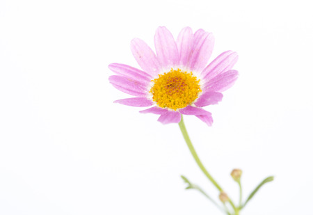 Single delicate daisy, Closeup on the white background.の写真素材