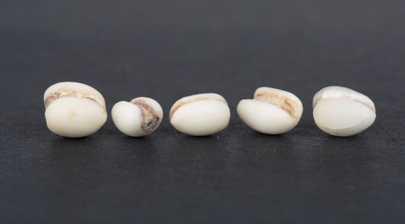 Isolated job's tear seed on the black background.の写真素材