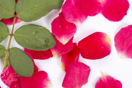 Rose flowers and green leaves on the white background.の写真素材