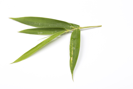 Fresh bamboo leaves on white backgroundの写真素材