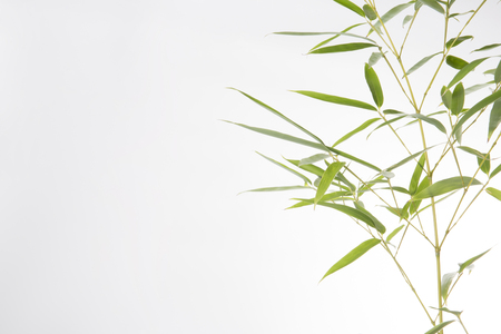 Fresh bamboo leaves closeup in studio.の写真素材