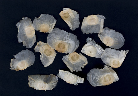 The Oroxylum indicum seed is used in the traditional Indian and Chinese medicine. Oroxylum indicum...