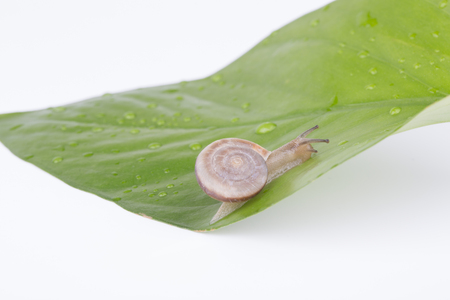 Common garden snail crawling on green stem of plant.の写真素材