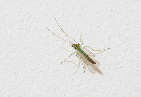 Insect Mosquito on the white wall.の写真素材