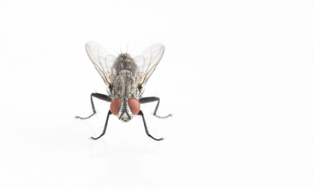 Detail of a fly isolated on white background.の写真素材