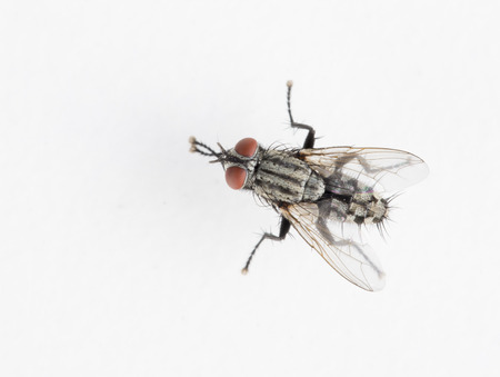 Detail of a fly isolated on white background.の写真素材