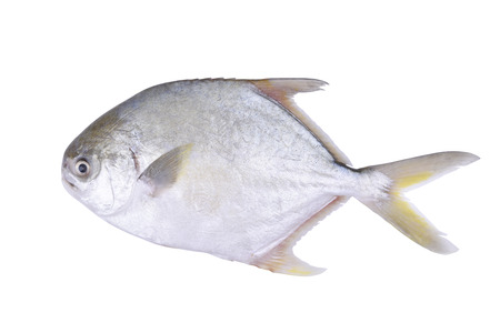 Fresh pomfret isolated on the white background.の写真素材