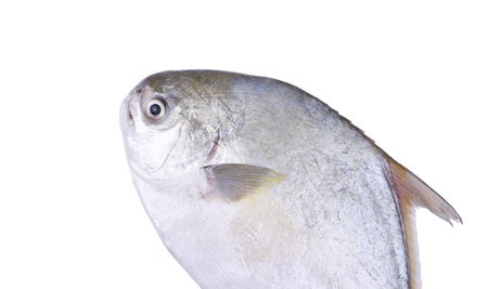 Fresh pomfret isolated on the white background.の写真素材