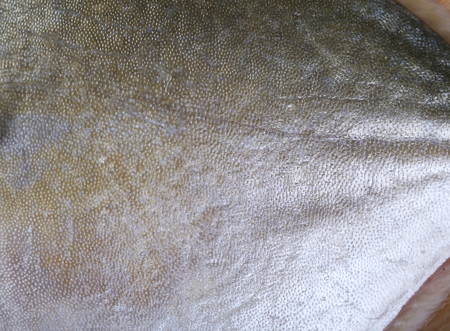 Fish scale macro view