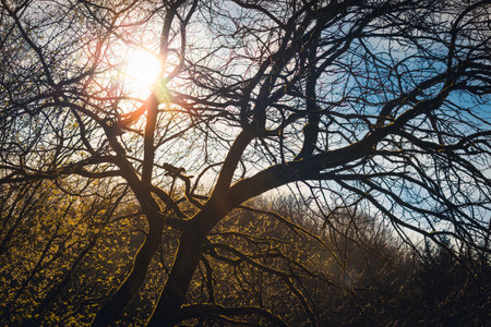 Tree back lit by sun