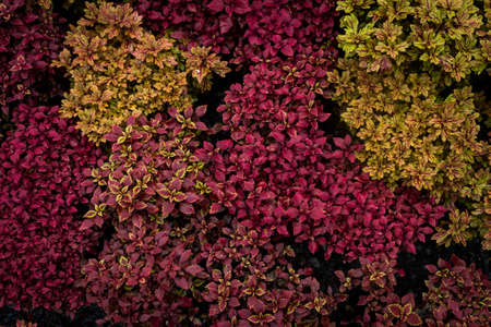Coleus , Painted nettle. Solenostemon scutellarioides (L.) It is a small shrub with pointed leaves, jagged edges, curly leaves, and hairy leaves with many colors.の写真素材