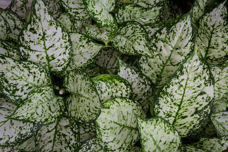 Chinese Evergreen , Aglaonema sp. â€˜Anyamanikhawâ€™ Small shrub Decorate the garden with...