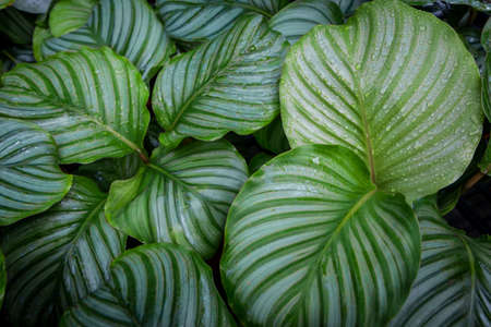 Calathea orbifolia close up, tropical houseplant room decor