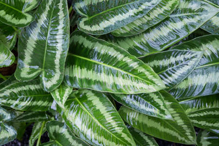 Schismatoglottis sp. (Araceae) Popularly grown as an ornamental plant.The leaves are green with...