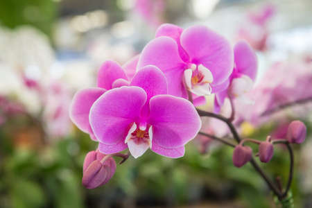 Pink orchid flower in the nurseryの写真素材