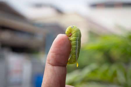 Caterpillars sticking to the fingertipsの写真素材