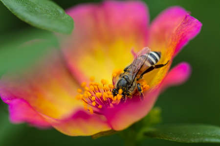 Little bees find nectar in flowersの写真素材