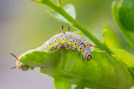 Caterpillars walking on green leaves
