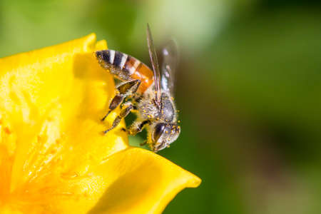 Bees find nectar in yellow flowers Bees find nectar in yellow flowers. Full of pollen.