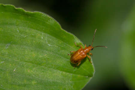 Small orange (Pumpkin beetle, Cucurbit beetle, Squash beetle) insect walking on green leaf against a...