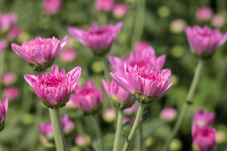 Pink flowers Chrysanthemum ( Dendranthemum grandifflora) in the gardenの写真素材