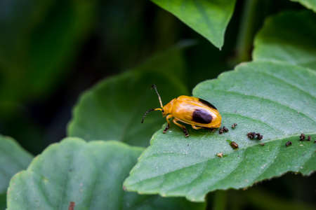 Small orange insect There are black spots on their backs walking on the leaves.