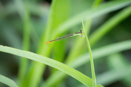 Needle dragonfly perched on the grass in the backyard.