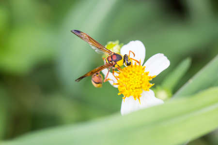 wasp (Vespidae) 
Finding nectar in flowers Against a blurred background.の写真素材