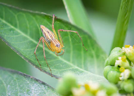 A long-legged spider weaving a leaf in the backyard against a blurred background.の写真素材