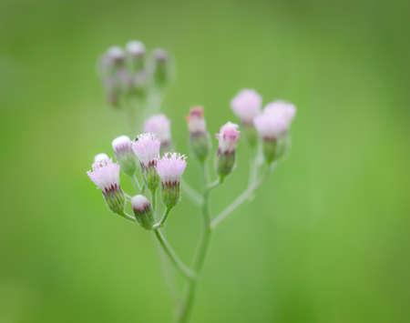 Pink flowers on the roadside Blurry green background.