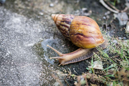Injured snail at the shell Looking for food in the local area
