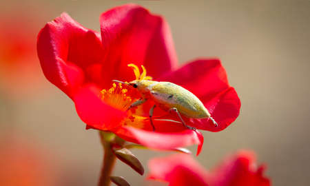 A yellow beetle on a red flower against a blurred background.