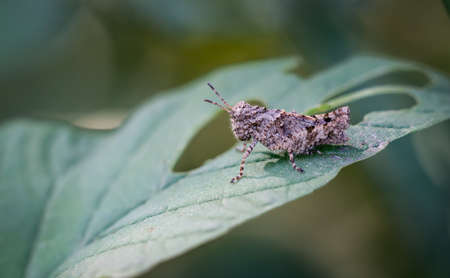 A cute little grasshopper perched on a branch against a blurred light green background.