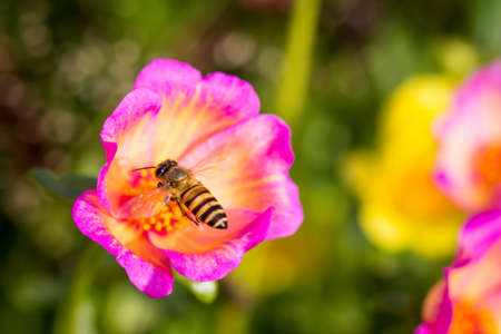 Bee flying for nectar in pink flowers against bokeh background.