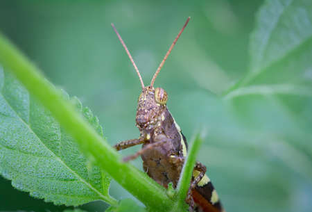 The grasshopper hid behind a branch against a blurred green background.