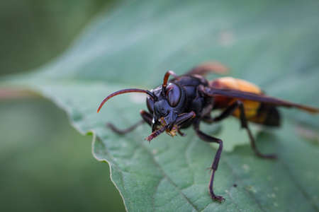 Paper Wasps ,Vespa affinis (Linnaeus), Vespa tropica. Standing to eat bees on the leaf In the...