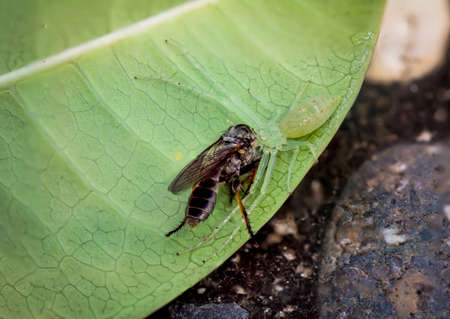 Insects are hunted divided by long legged spiders.