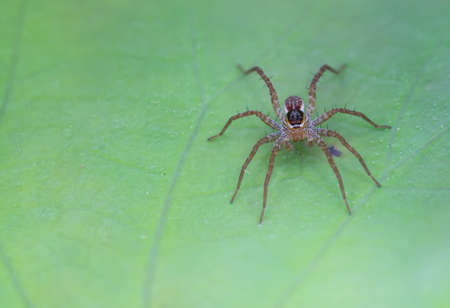 Spider on lotus leaf 
In the river