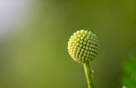 Plantae (Leucaena leucocepphala) Green round raw fruit Against a blurred background.の写真素材