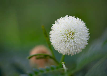 Plantae (Leucaena leucocepphala)Round white flowers with blurred background