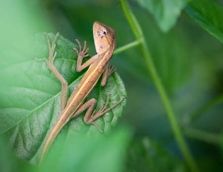 Asia Lizard, Iguana, Gecko, Skink , Hidden under the leaves