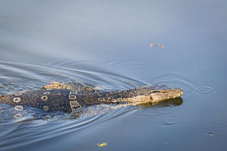 Varanus salvator. Swimming for food in the canals in the morning